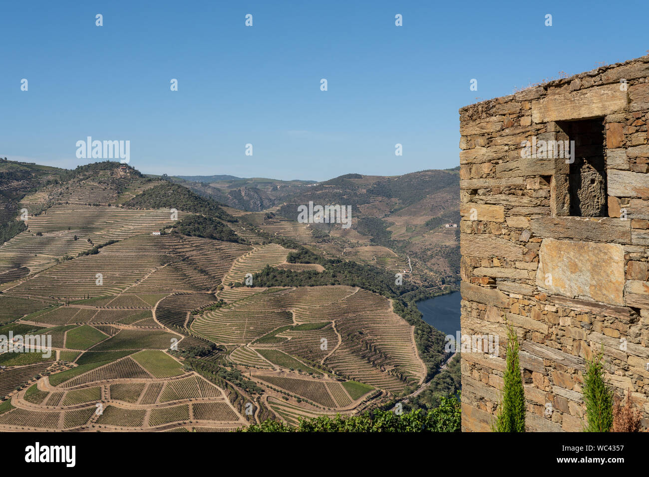 Rangées de vignes de la vallée du fleuve Douro au Portugal Banque D'Images