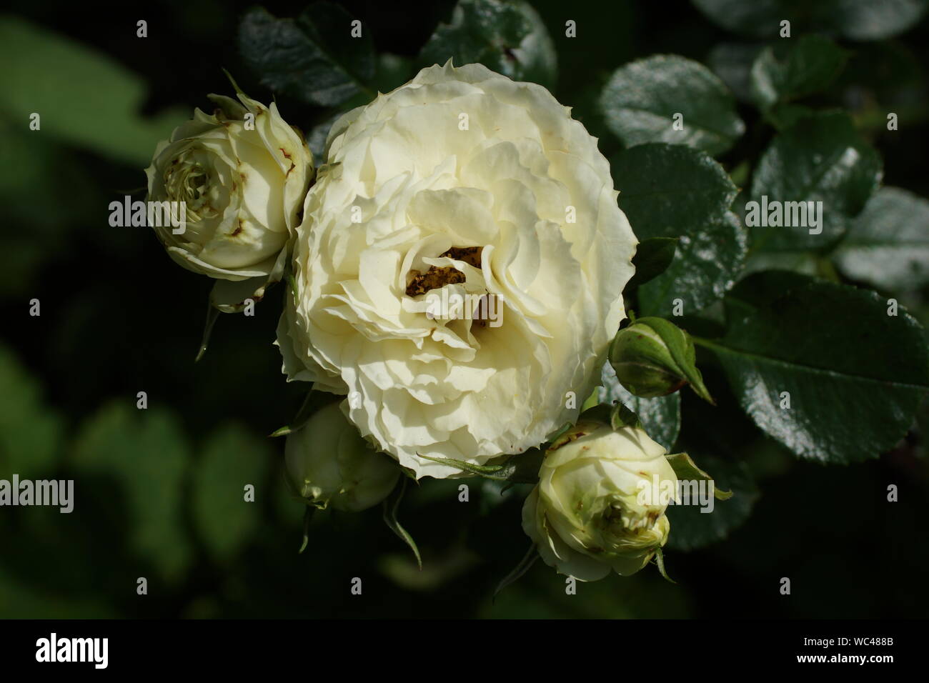 Rokoko citron crémeux belle roses. Des fleurs dans un jardin en conditions naturelles dans la verdure, sous le ciel ouvert. Banque D'Images