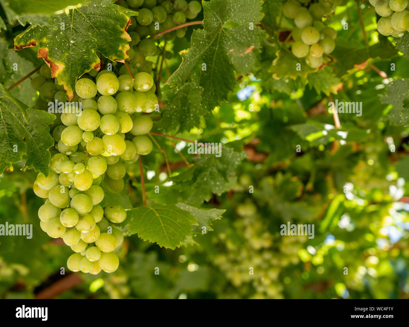 Grappes de raisin pour le vin par le fleuve Douro au Portugal Banque D'Images