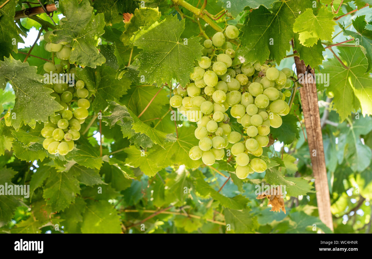 Grappes de raisin pour le vin par le fleuve Douro au Portugal Banque D'Images