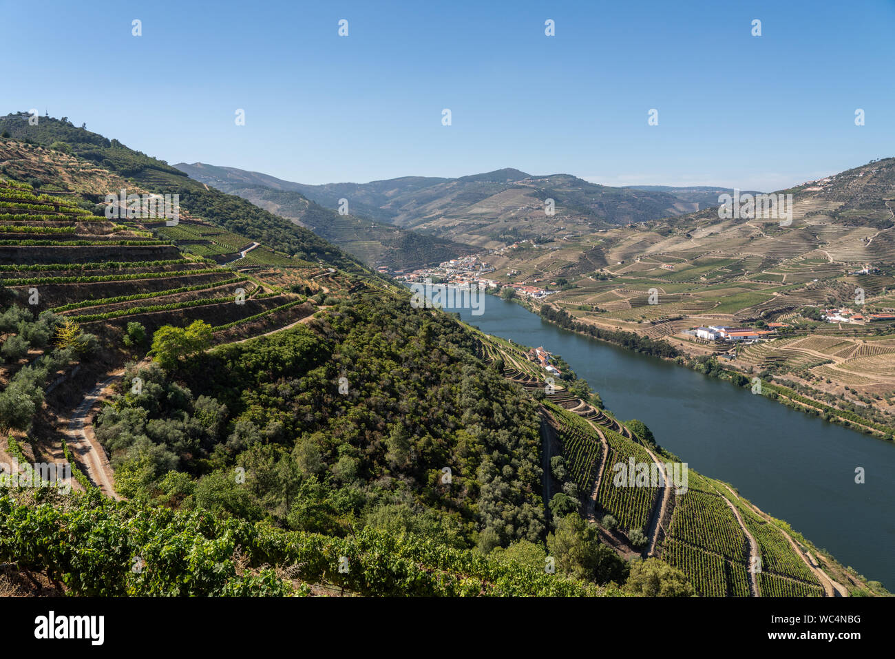 Rangées de vignes de la vallée du fleuve Douro au Portugal Banque D'Images