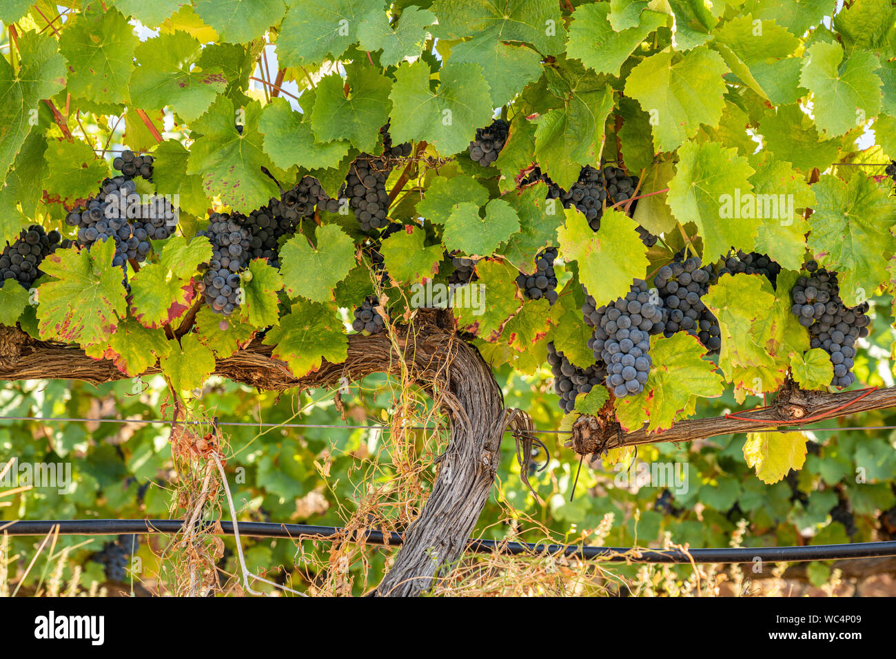 Grappes de raisin pour le vin par le fleuve Douro au Portugal Banque D'Images