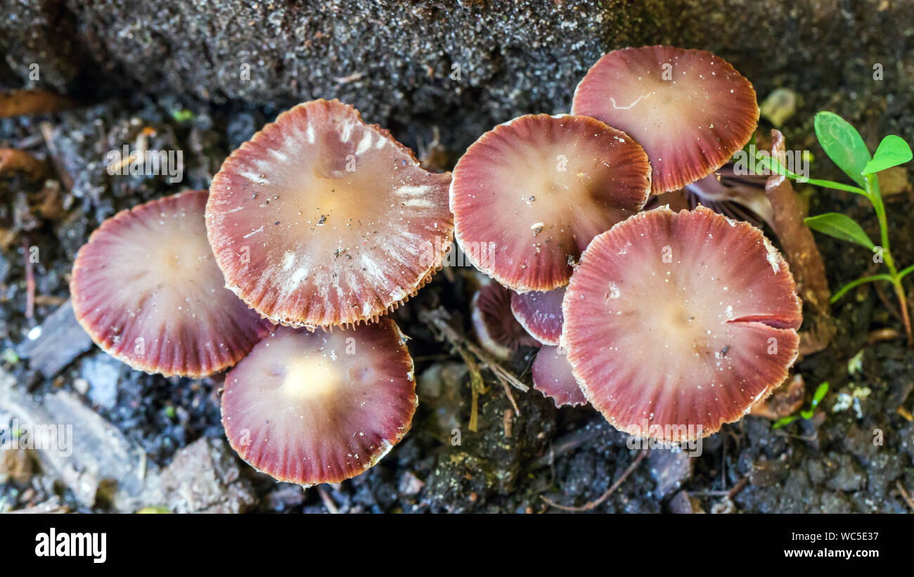 Connu sous le nom de champignons Armillaria agaric miel closeup Banque D'Images