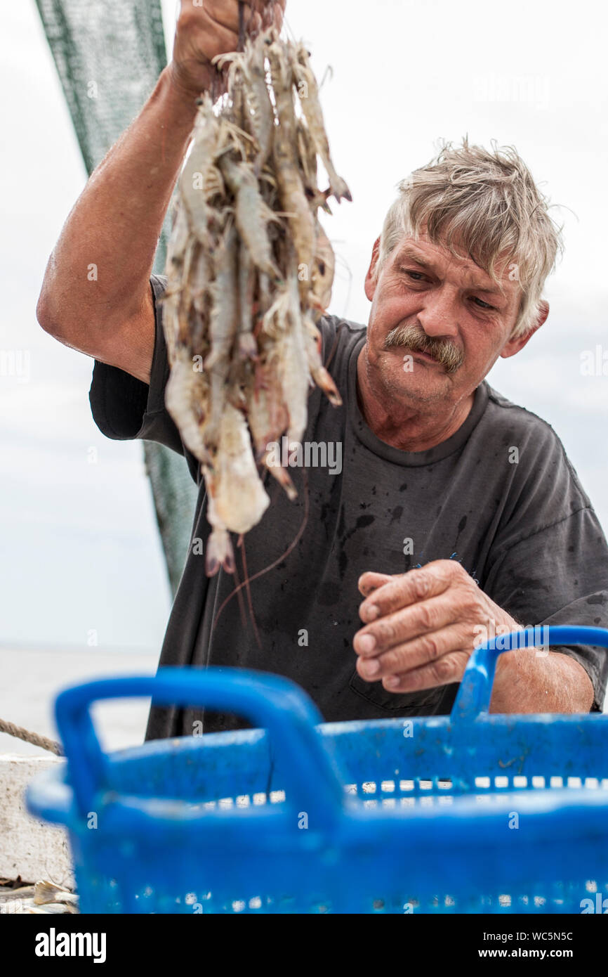 BEAUFORT, CAROLINE DU SUD-Octobre 16, 2015 : sortes crevettes sur un bateau de pêche au large de la côte de Beaufort, Caroline du Sud Banque D'Images