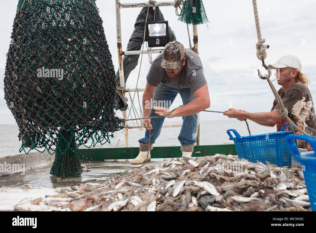 Les matelots de mettre un filet plein de poissons sur le pont d'un bateau de pêche Banque D'Images