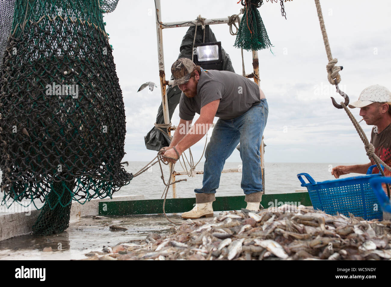L'équipage portant filet plein de poissons sur le pont du bateau de pêche Banque D'Images