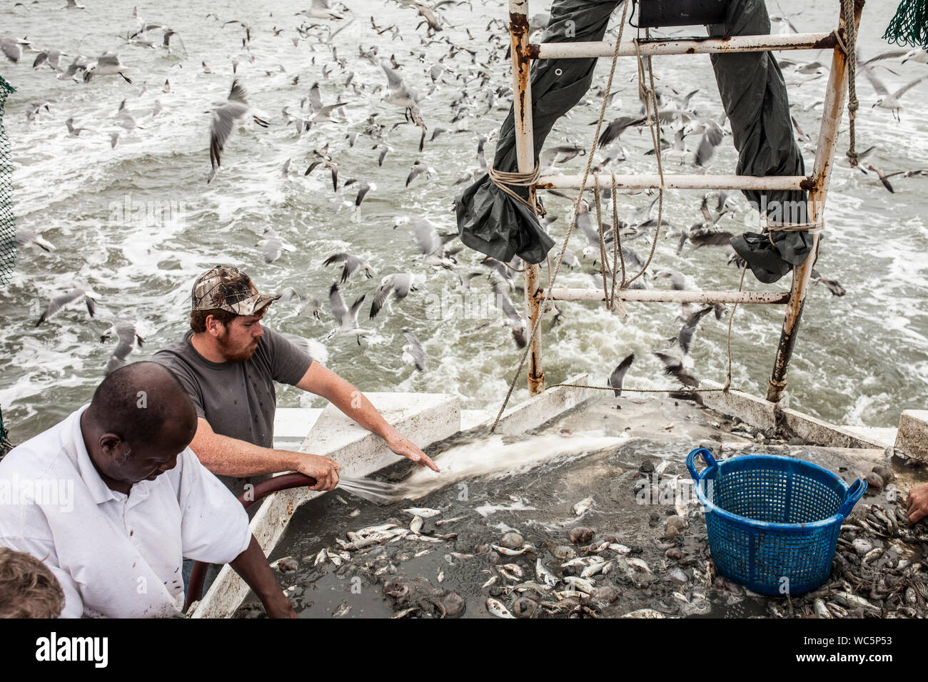 Les pêcheurs commerciaux à bord des navires de capture de tri avec des mouettes essaim Banque D'Images