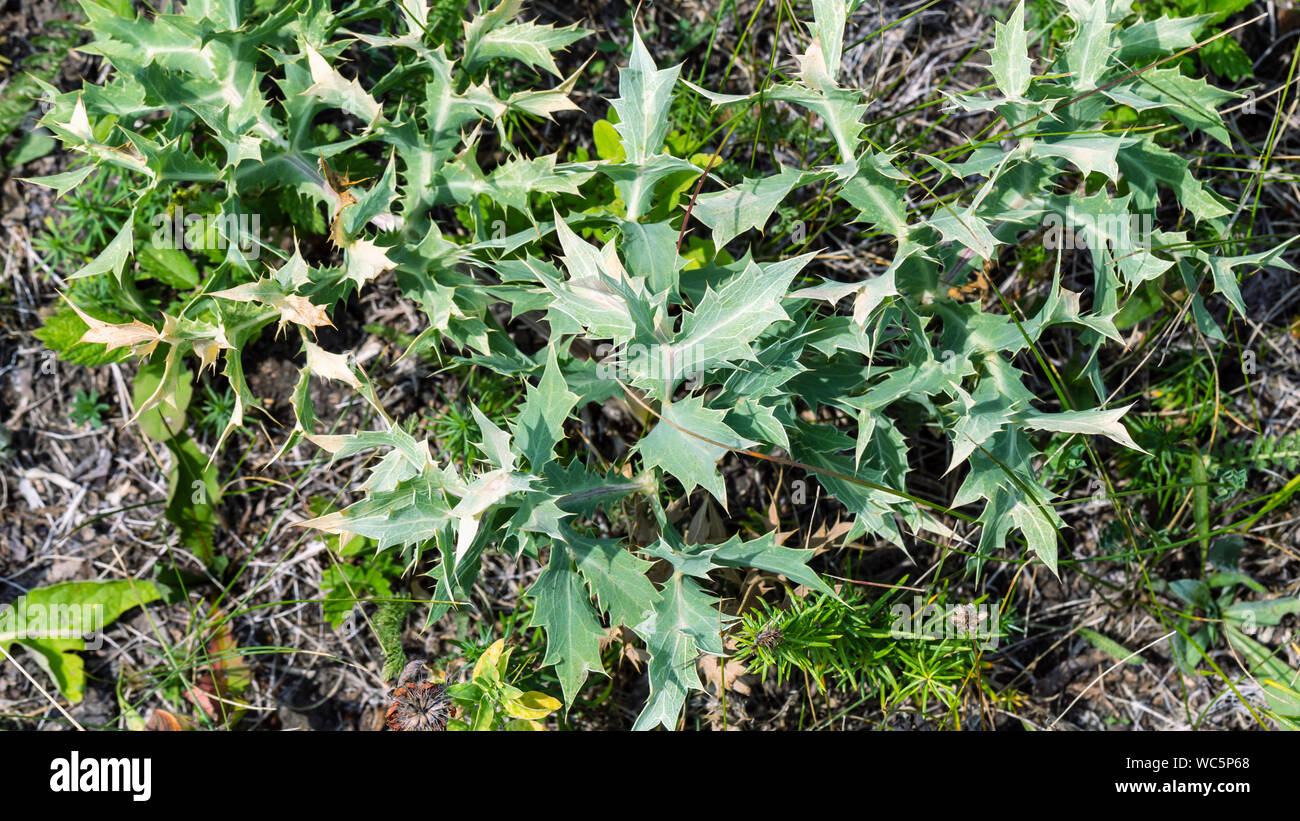 Sonchus asper feuilles herbe libre Banque D'Images