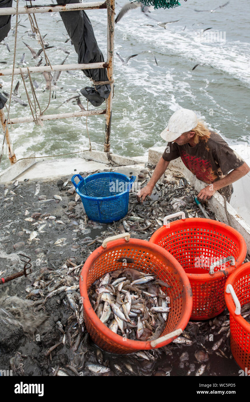 Pêcheur commercial de capture de tri sur le pont d'un chalutier Banque D'Images