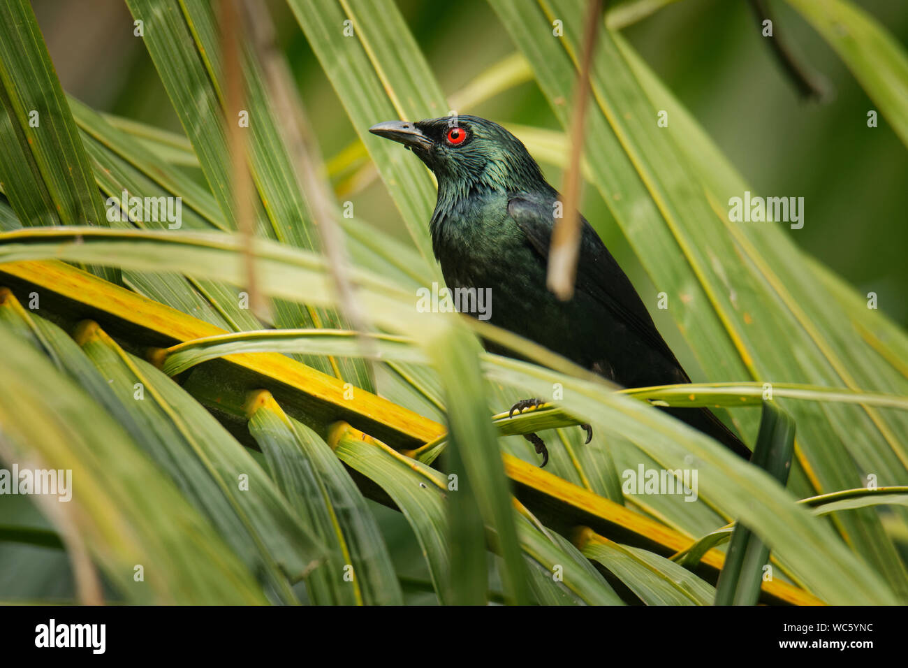 Starling brillant asiatique - red eye panayensis Chardonneret oiseau noir dans la famille des Fringillidae, trouvés au Bangladesh, Brunei, Inde, Indonésie, Malaisie, Myanmar Banque D'Images