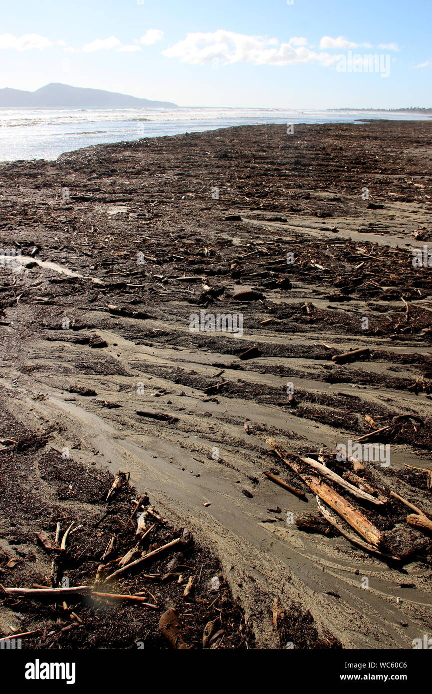 L'exploitation forestière et les débris sur la plage forêt barre oblique Banque D'Images