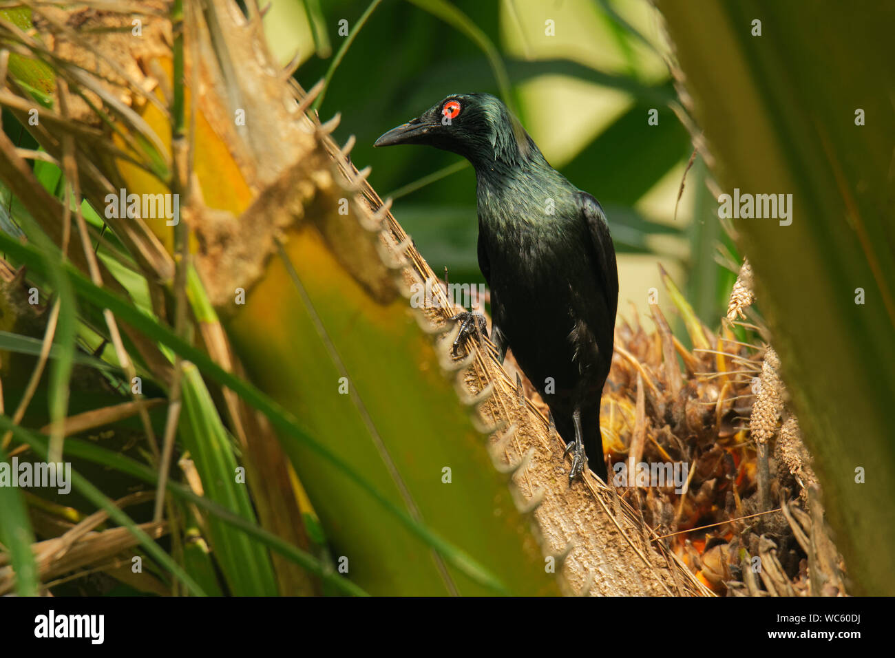 Starling brillant asiatique - red eye panayensis Chardonneret oiseau noir dans la famille des Fringillidae, trouvés au Bangladesh, Brunei, Inde, Indonésie, Malaisie, Myanmar Banque D'Images