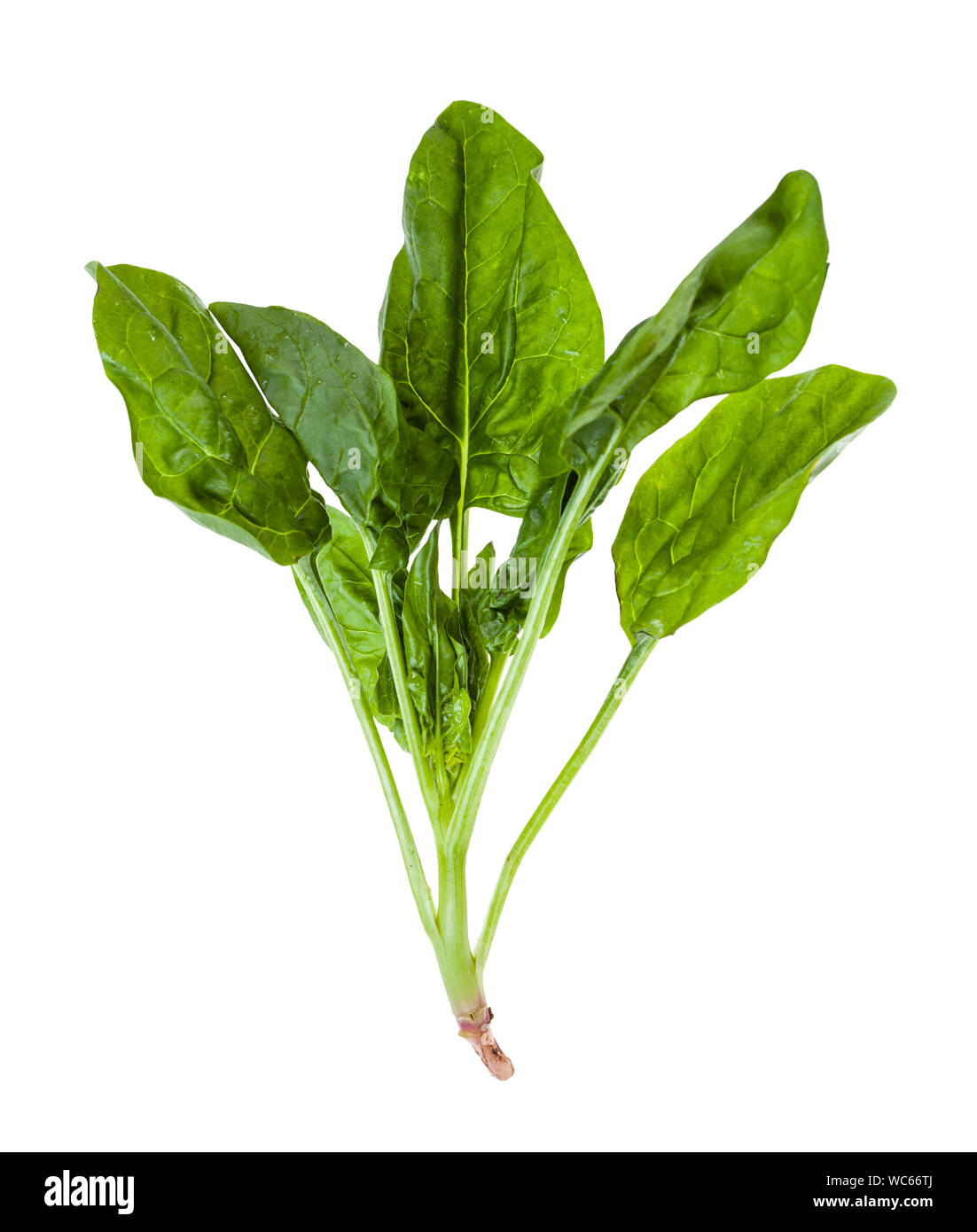 Des brindilles d'herbes épinards verts frais isolé sur fond blanc Banque D'Images