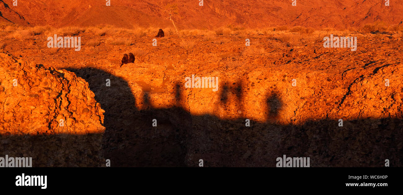 Que le soleil couchant jette des ombres de regarder les touristes debout sur le côté adjacent, un groupe de babouins chacma se rassemblent à la jante de Sesriem Canyon. Banque D'Images