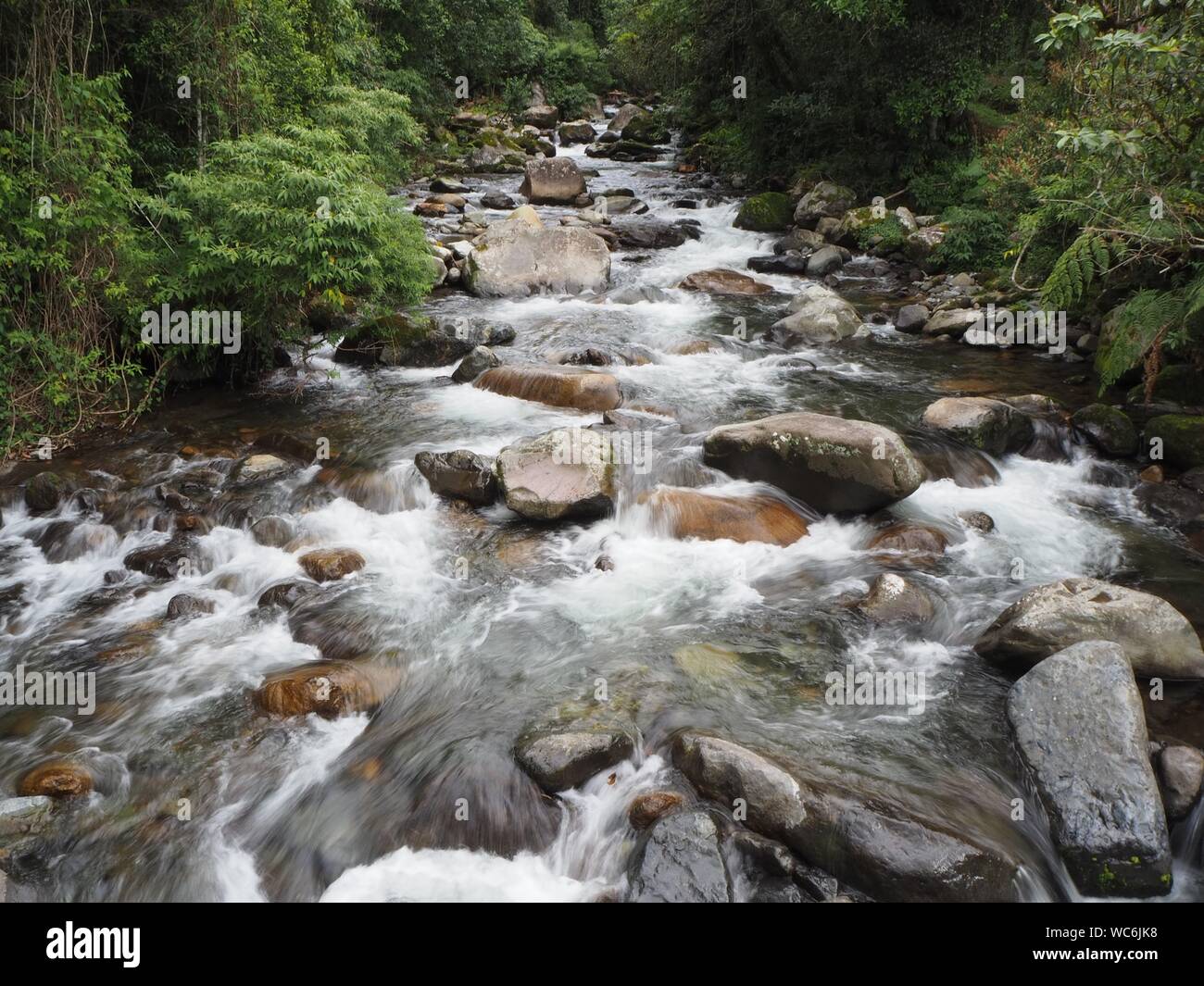 Forêt tropicale et jungle ou ruisseau qui coule rapidement avec l'eau blanche dans la forêt près de Boquete au Panama. Près des chutes d'eau de Wendys. Banque D'Images