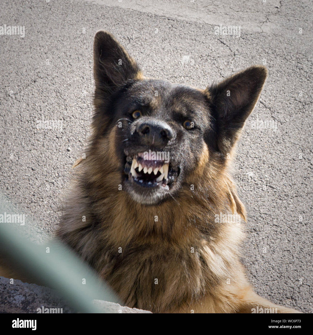 Snarling Dog Banque D Image Et Photos Alamy