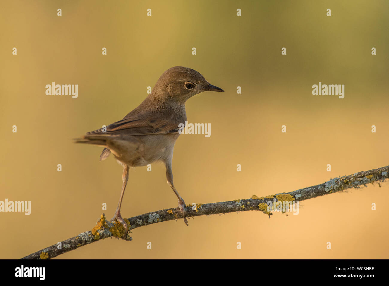 Luscinia megarhynchos Mockingbird Banque D'Images