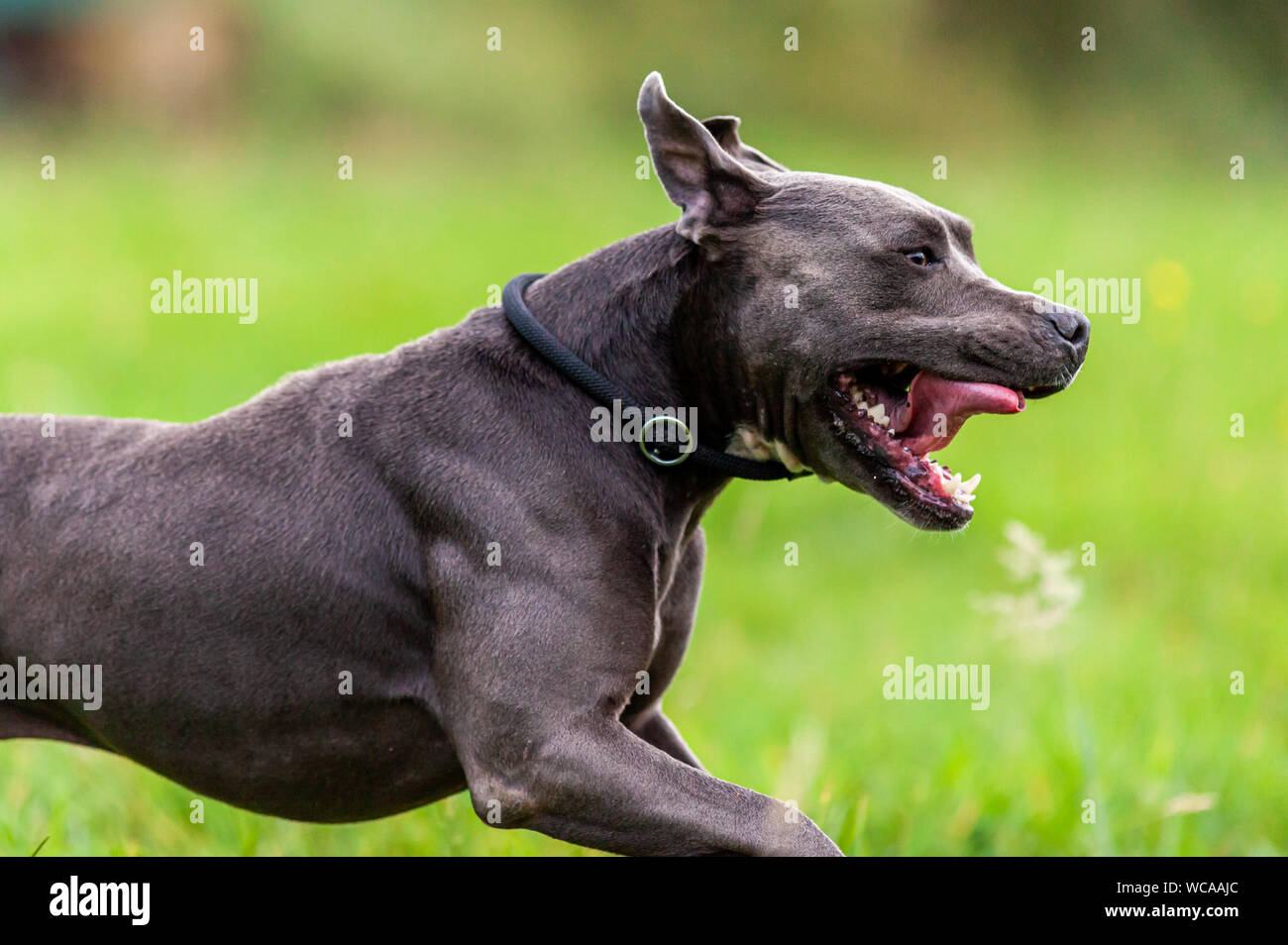 Portrait de chien Pitbull avec col sur fond d'herbe Banque D'Images