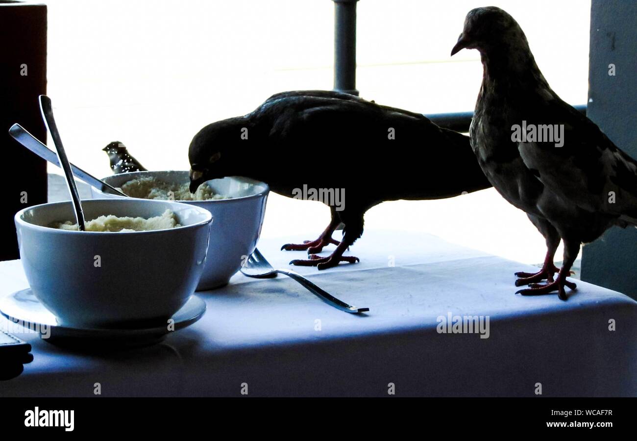 Close-up de Pigeons sur la Table des aliments Banque D'Images