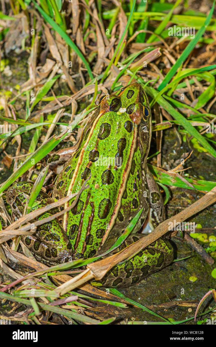 Des profils grenouille léopard (Lithobates pipiens) est assis dans l'herbe près de l'étang des zones humides du littoral, Castle Rock Colorado nous. Photo prise à la fin août. Banque D'Images Des profils grenouille léopard (Lithobates pipiens) est assis dans l'herbe près de l'étang des zones humides du littoral, Castle Rock Colorado nous. Photo prise à la fin août. Banque D'Images