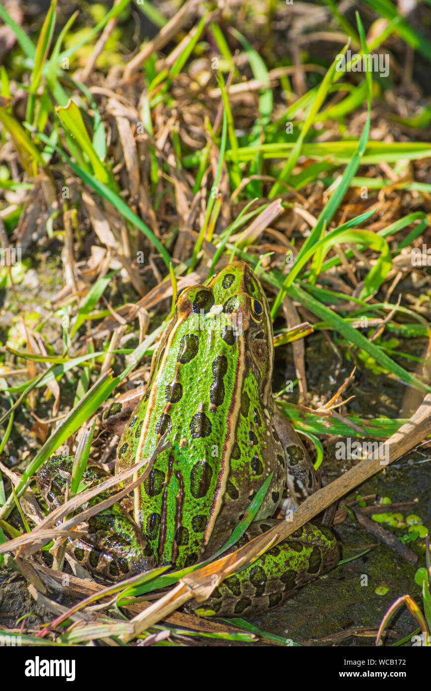 Des profils grenouille léopard (Lithobates pipiens) est assis dans l'herbe près de l'étang des zones humides du littoral, Castle Rock Colorado nous. Photo prise à la fin août. Banque D'Images