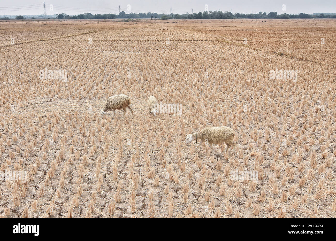 Bekasi, Indonésie. Août 27, 2019. Vu les moutons dans un champ de riz sec.La météorologie, climatologie et géophysique a averti que la saison sèche peut être plus sèche et plus intense que l'an dernier en raison d'El Niño. L'agence de classification, qui a l'Ouest de Java, Java central, la plupart des régions de l'Est de Java, Yogyakarta, Bali et Nusa Tenggara comme les plus vulnérables à la sécheresse extrême, ou plus de 60 jours sans pluie. Credit : SOPA/Alamy Images Limited Live News Banque D'Images