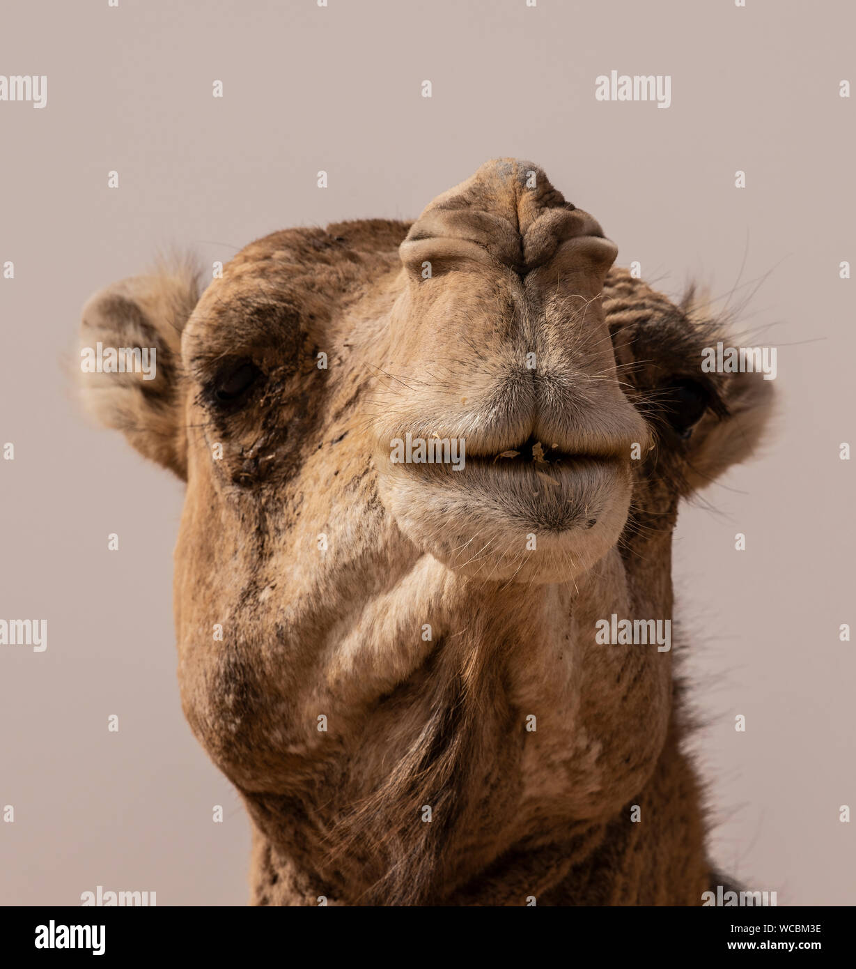 Le dromadaire, également appelé le chameau d'Arabie, est un grand, même avec l'un d'ongulés à longs doigts bosse sur son dos. C'est un gros plan du visage Banque D'Images