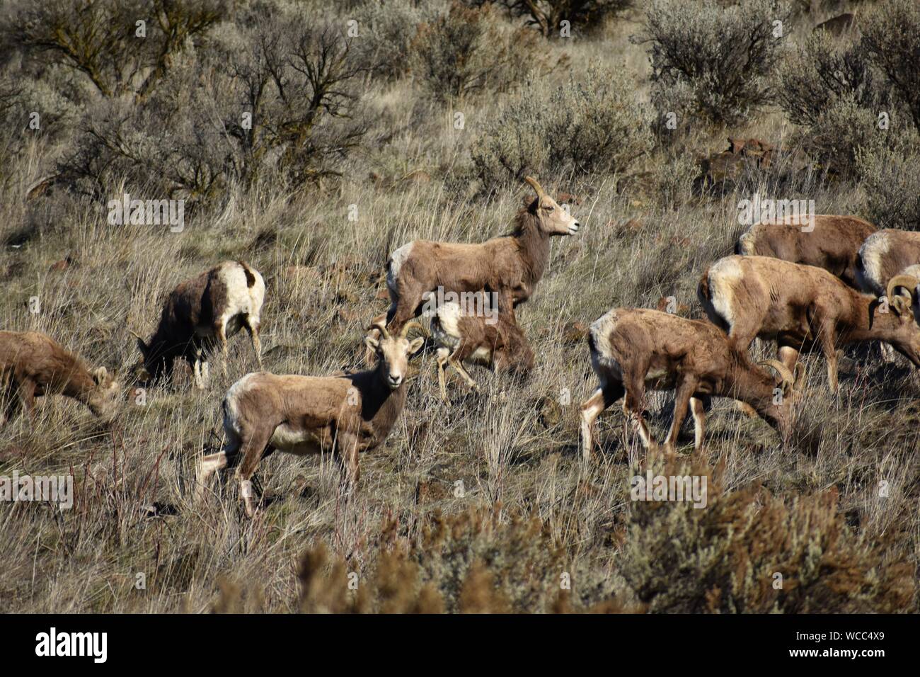 Un troupeau de mouflons d'apprécier un beau high desert journée d'hiver de la Yakima River Canyon Road Banque D'Images