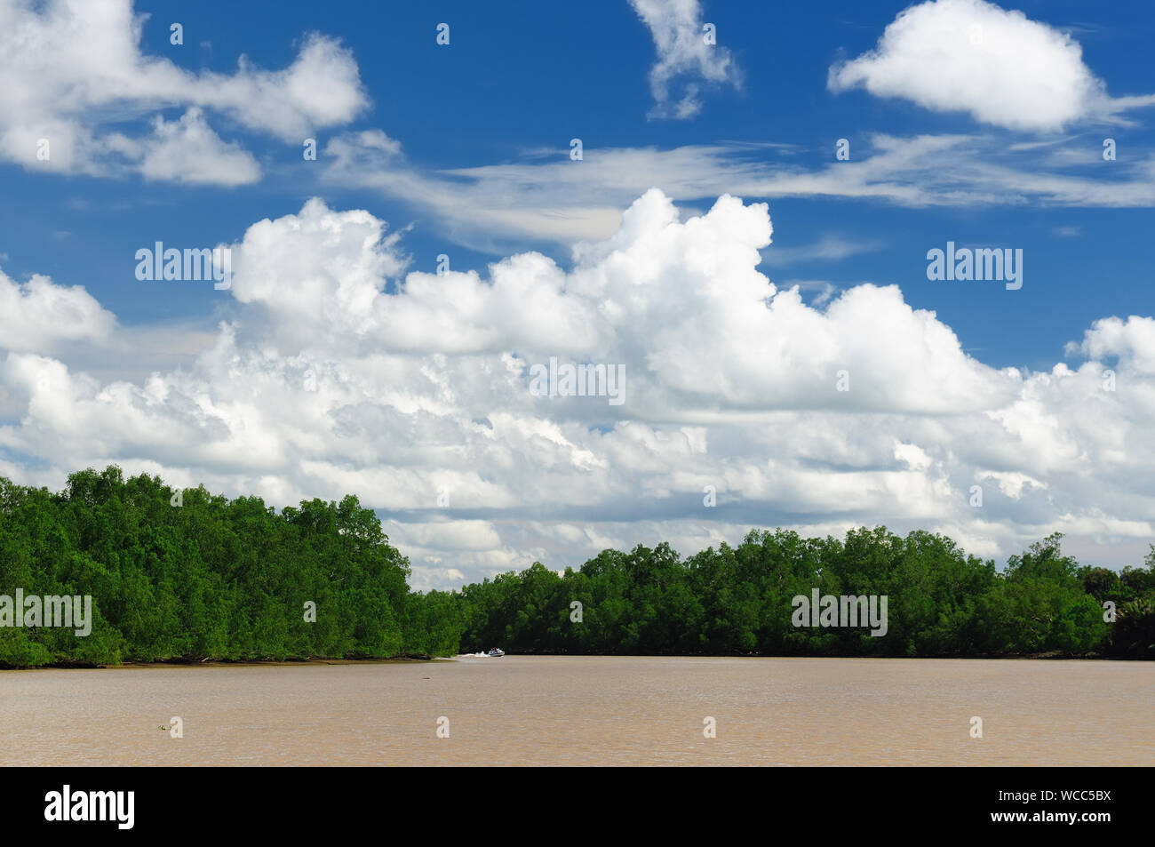 Vue panoramique de la jungle tropicale à l'Est de Kalimantan, Indonésie, Bornéo. Banque D'Images