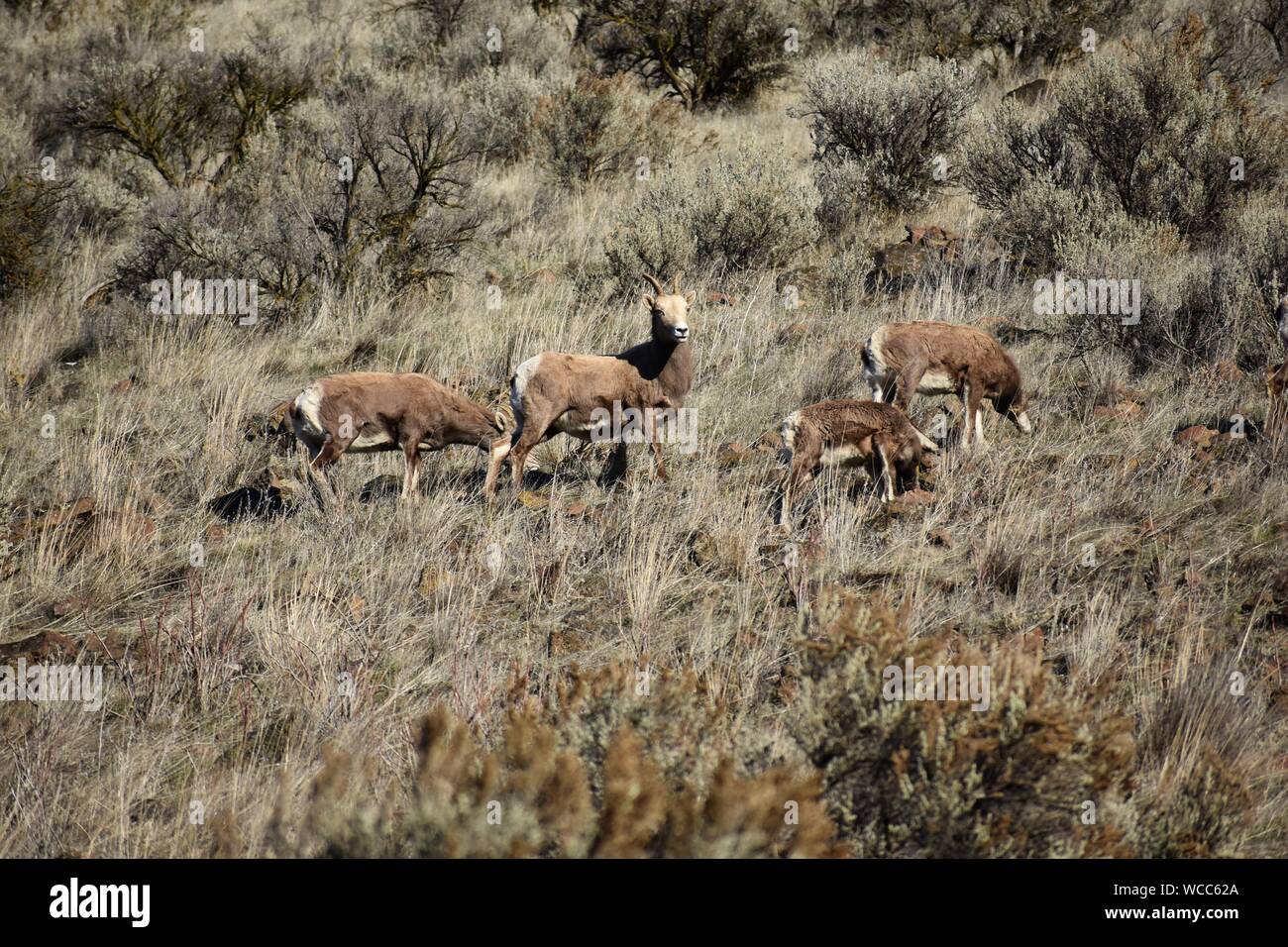 Un troupeau de mouflons d'apprécier un beau high desert journée d'hiver de la Yakima River Canyon Road Banque D'Images