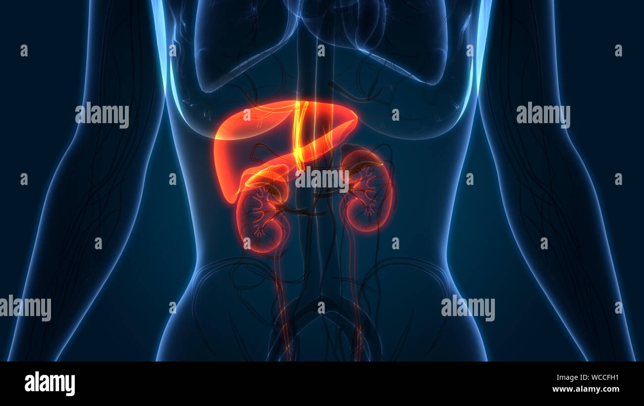 Le foie humain avec reins anatomie Banque D'Images