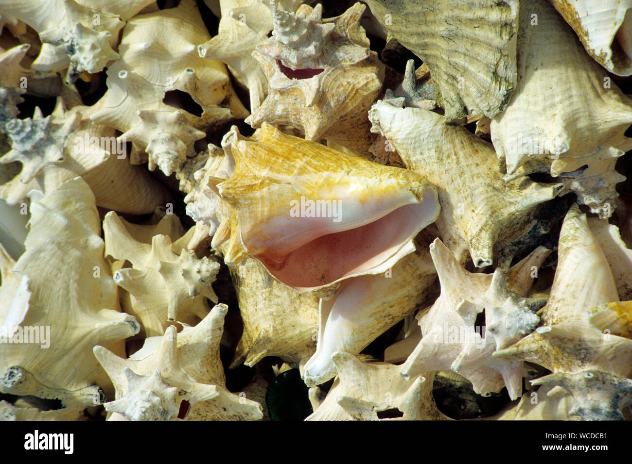 Des coquilles vides empilées de reine conches (Strombus gigas), ancien délicatesse, aujourd'hui protégés, Bonaire, Antilles néerlandaises Banque D'Images