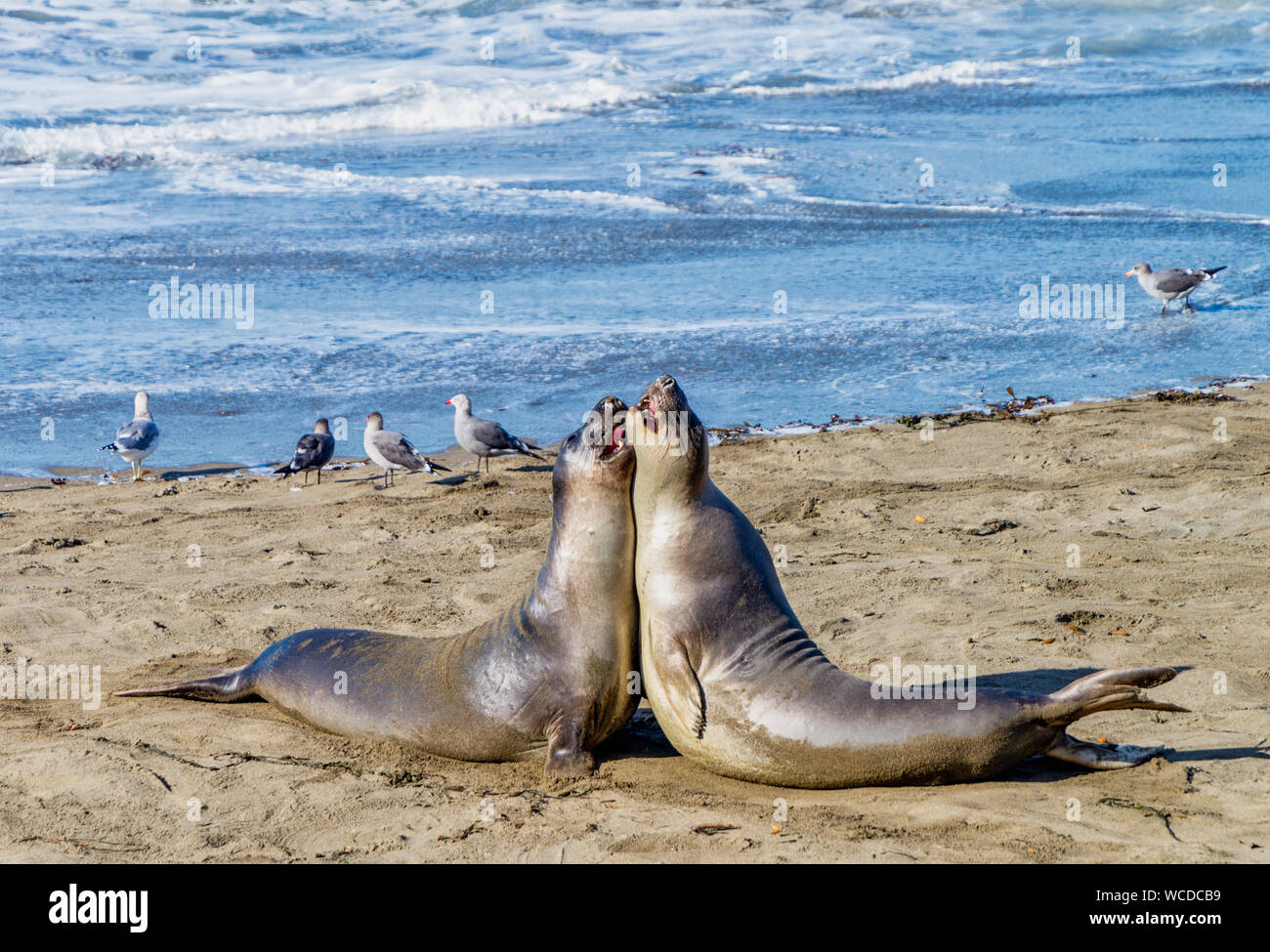 Les éléphants de mer se reposant sur la plage en Californie, USA Banque D'Images