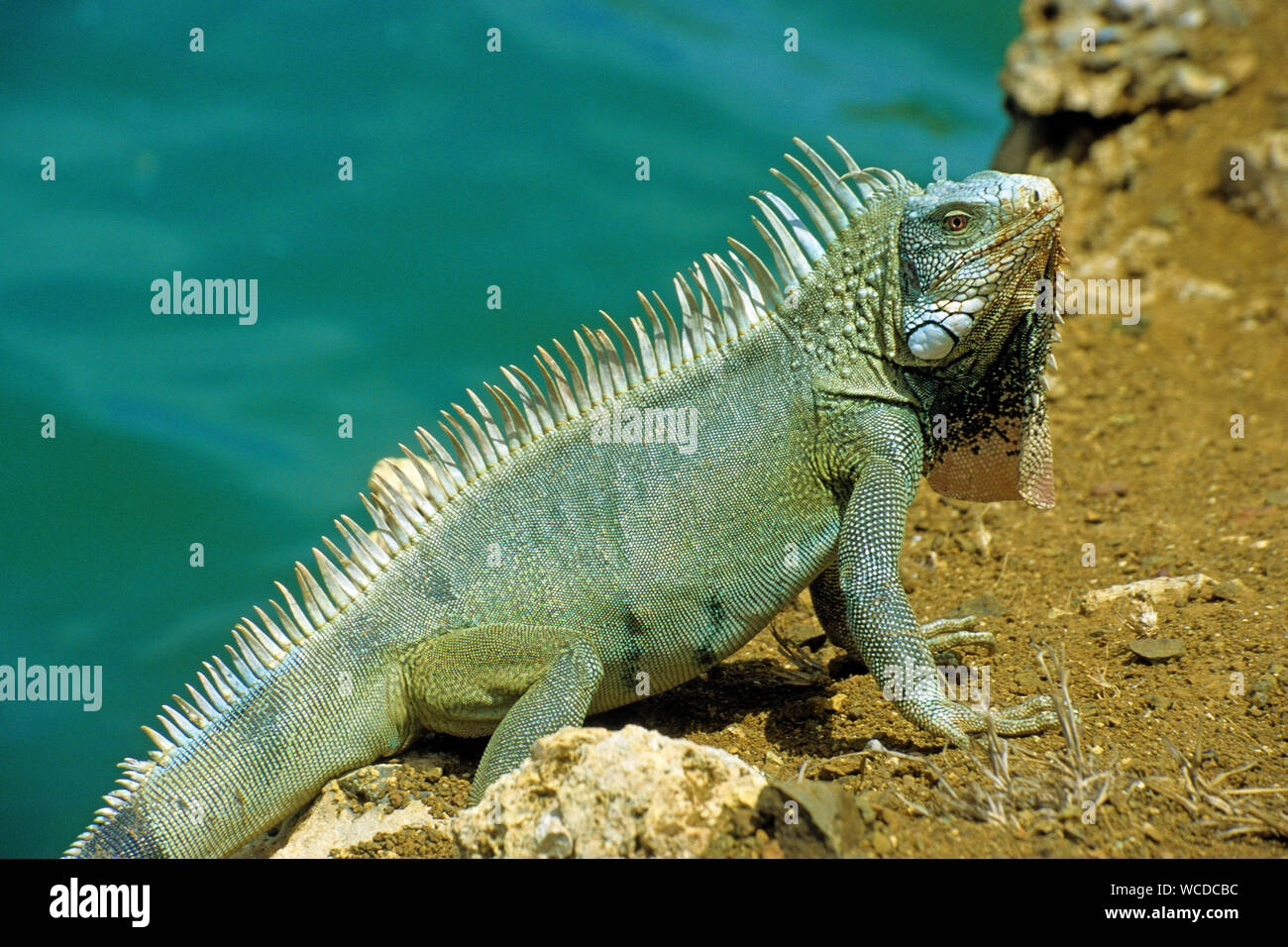 Iguane vert (Iguana iguana), partout pour trouver sur Bonaire, Antilles néerlandaises Banque D'Images