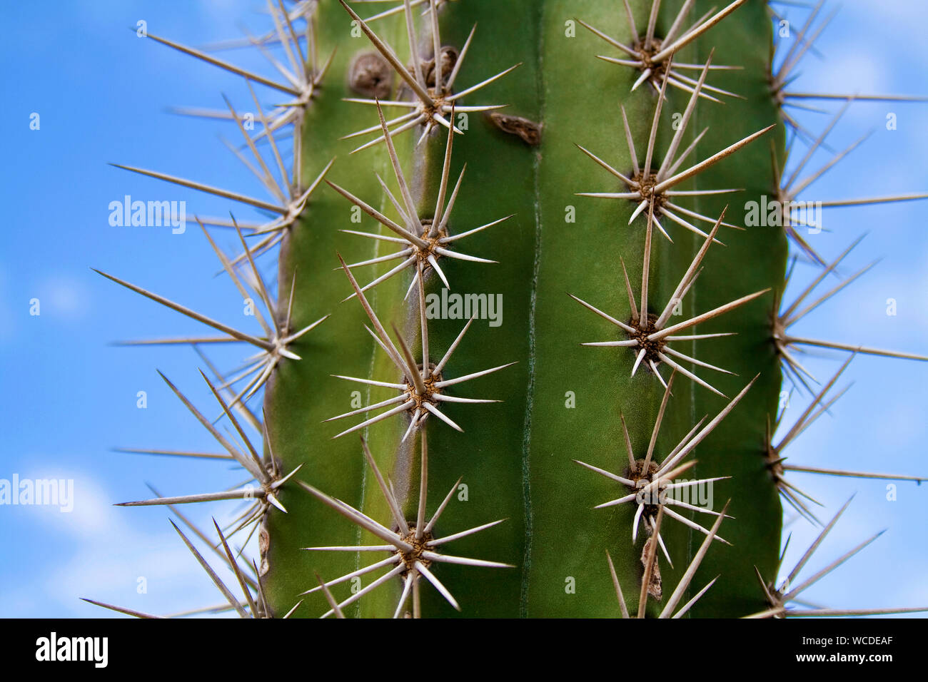 Épines d'un cactus (Cactaceae), Parc National de Washington Slagbaai, STINAPA, Bonaire, Antilles néerlandaises Banque D'Images