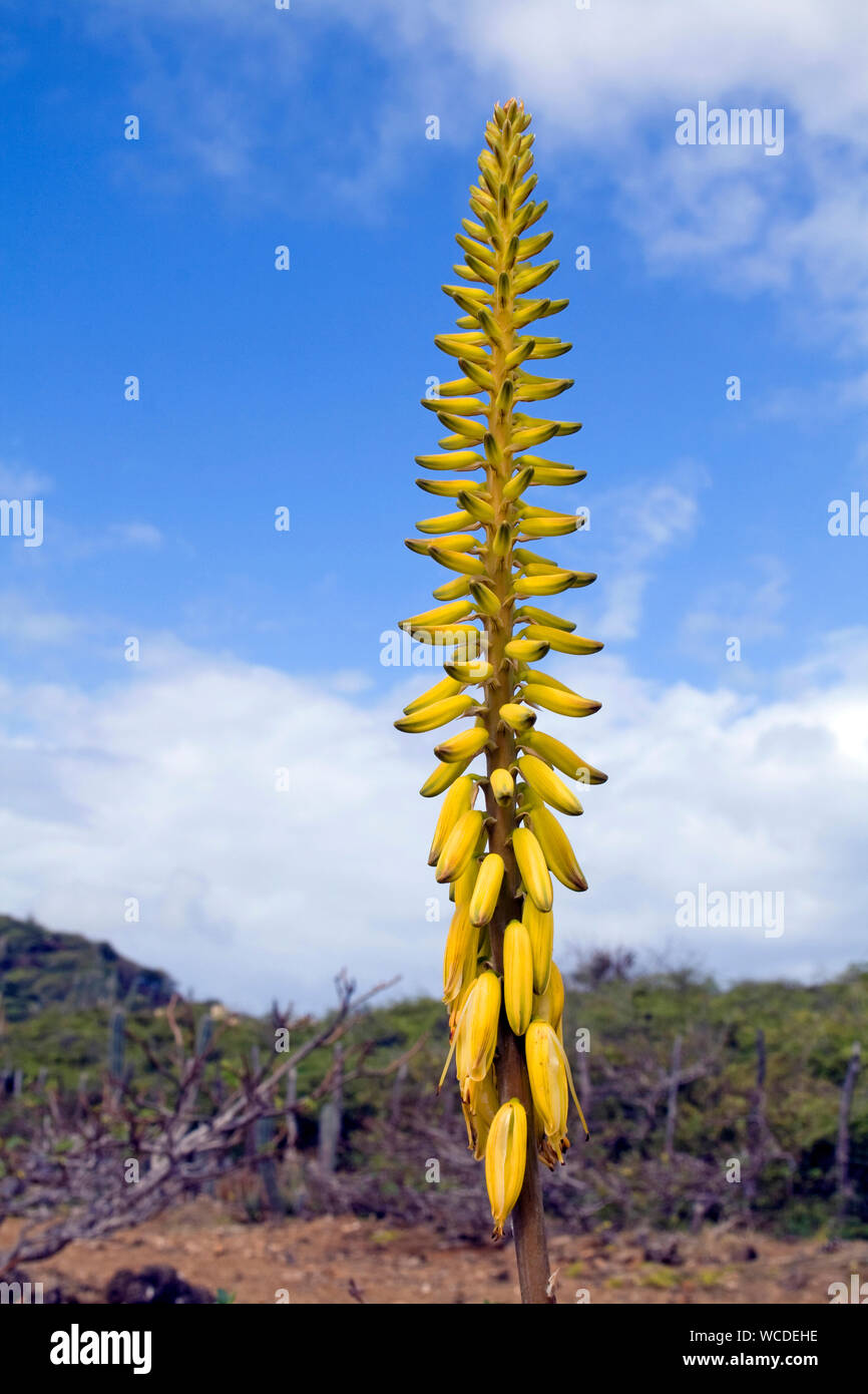 L'aloès (Aloe vera), la floraison, Bonaire, Antilles néerlandaises, Antilles néerlandaises Banque D'Images