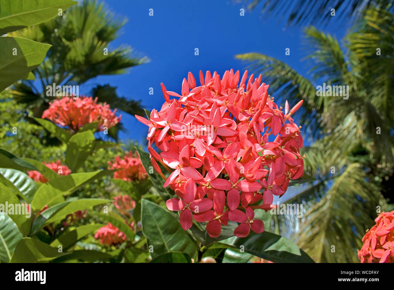 Flamme de la jungle (Ixora coccinea), plante tropicale sur Bonaire, Antilles néerlandaises Banque D'Images