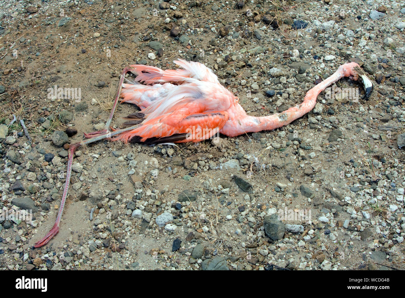 Dead Caraïbes Flamingo (Phoenicopterus ruber ruber), Bonaire, Antilles néerlandaises Banque D'Images