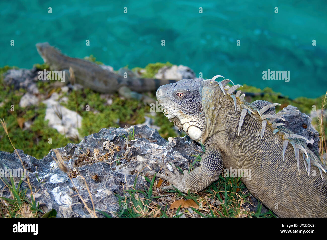 Iguane vert (Iguana iguana), partout pour trouver sur Bonaire, Antilles néerlandaises Banque D'Images