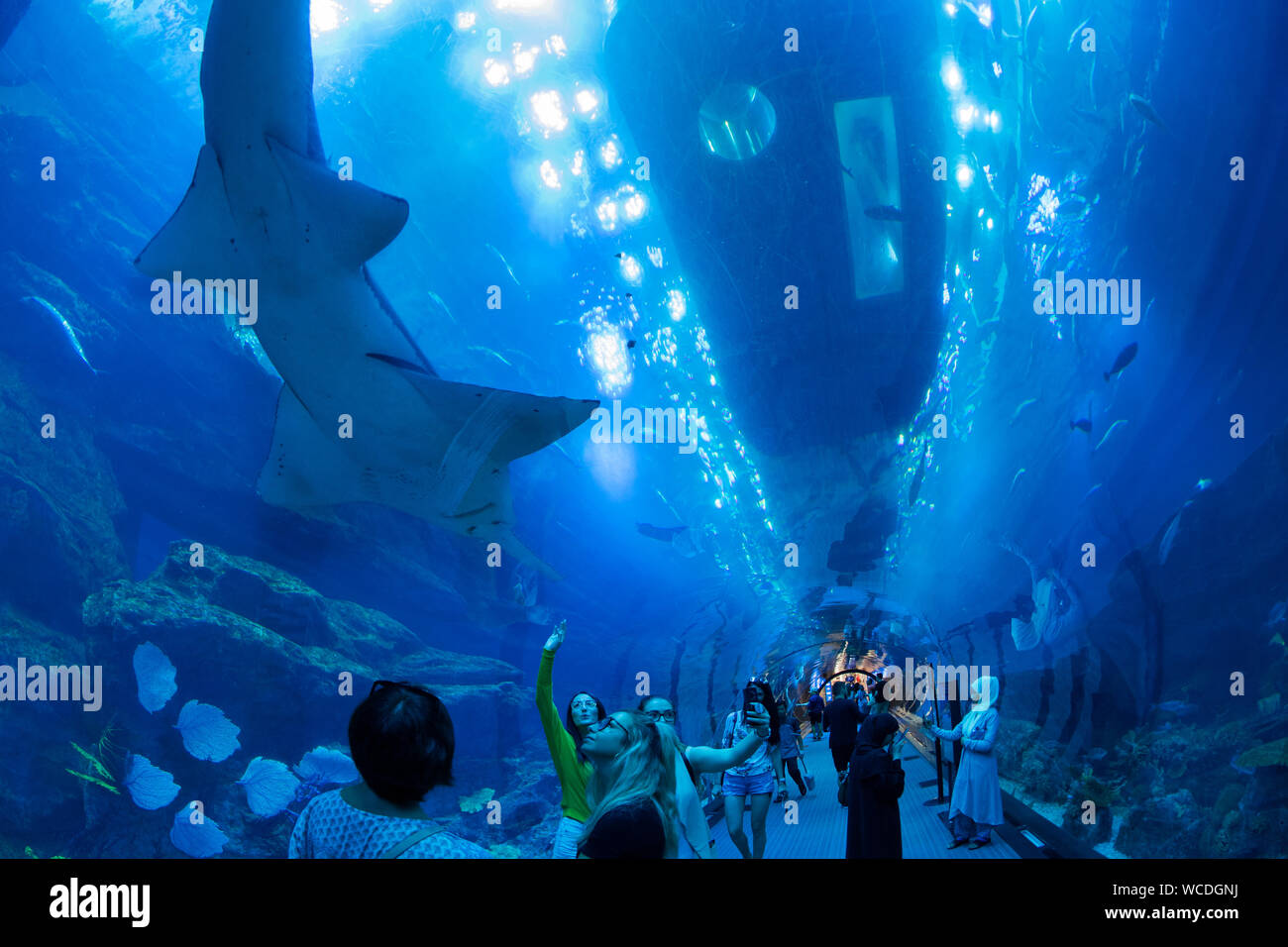 L'image de l'Aquarium de Dubaï dans le centre commercial de DUBAÏ, ÉMIRATS ARABES UNIS Banque D'Images