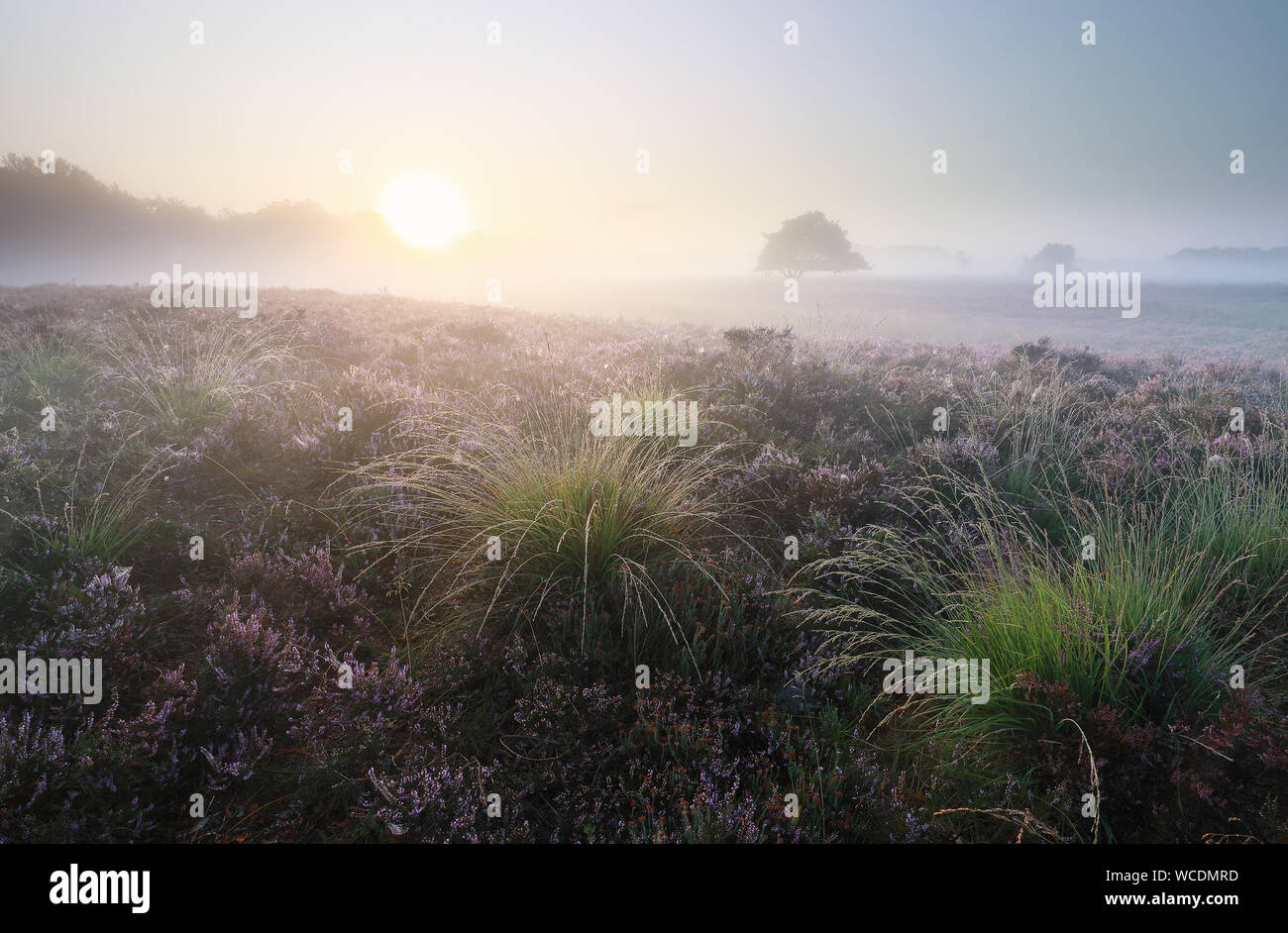 Beau lever de soleil brumeux blossoming heather, Drenthe, Pays-Bas Banque D'Images