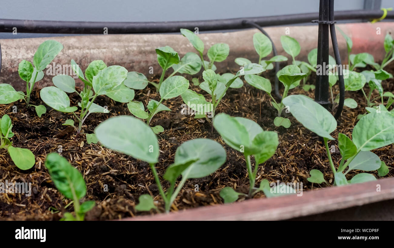 Les jeunes en croissance organique Le Bok choy dans le sol d'une alimentation saine. Banque D'Images