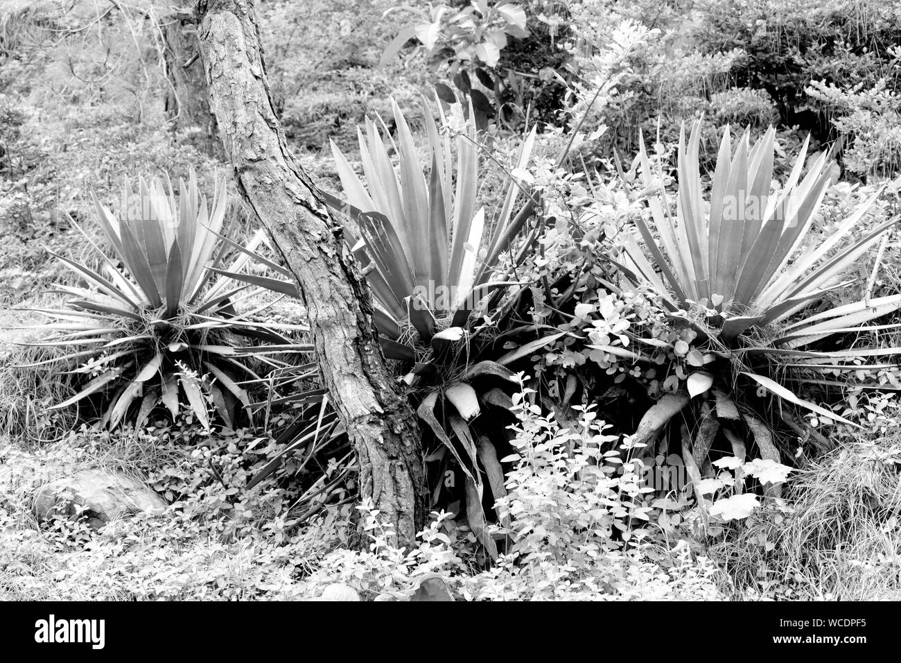 Agave bleu plantes poussant à l'état sauvage en monochrome. Banque D'Images