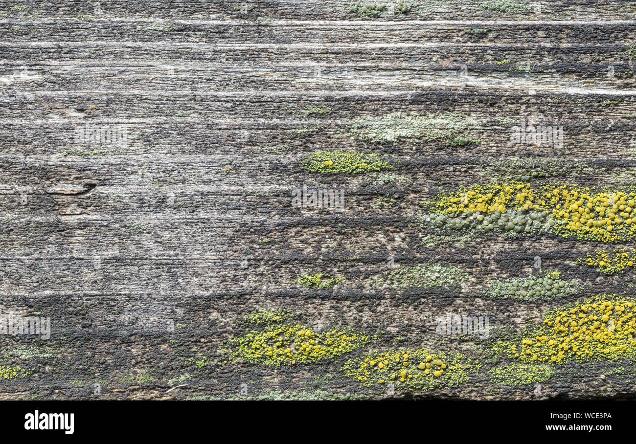 Macro close-up d'une vieille et weathered wood board avec jaune et vert de moisissure ou de champignons. La haute résolution full frame background. Banque D'Images