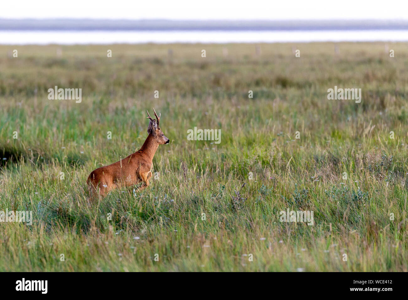 Roe buck sur les prés-salés à la mer des Wadden sur Juist, îles de la Frise orientale, en Allemagne. Banque D'Images