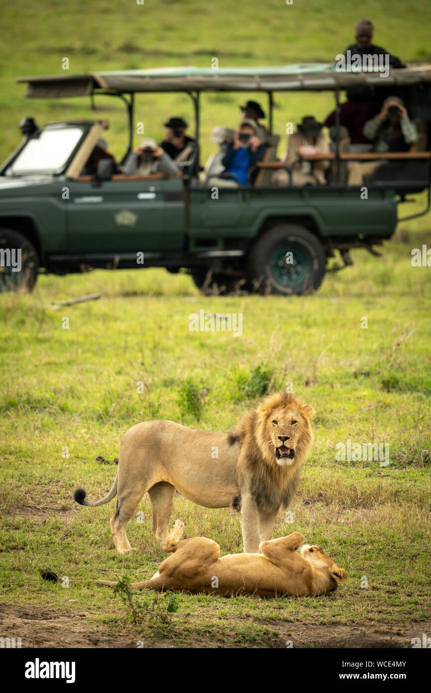 Lion mâle se trouve près de lionne près de chariot Banque D'Images