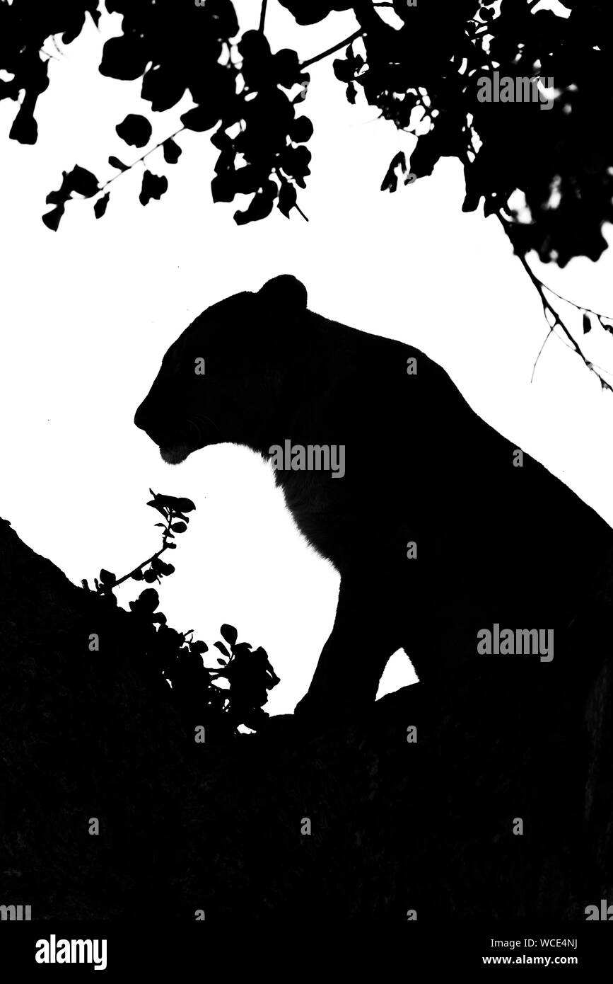 Mono silhouette de lion assis dans l'arbre Banque D'Images