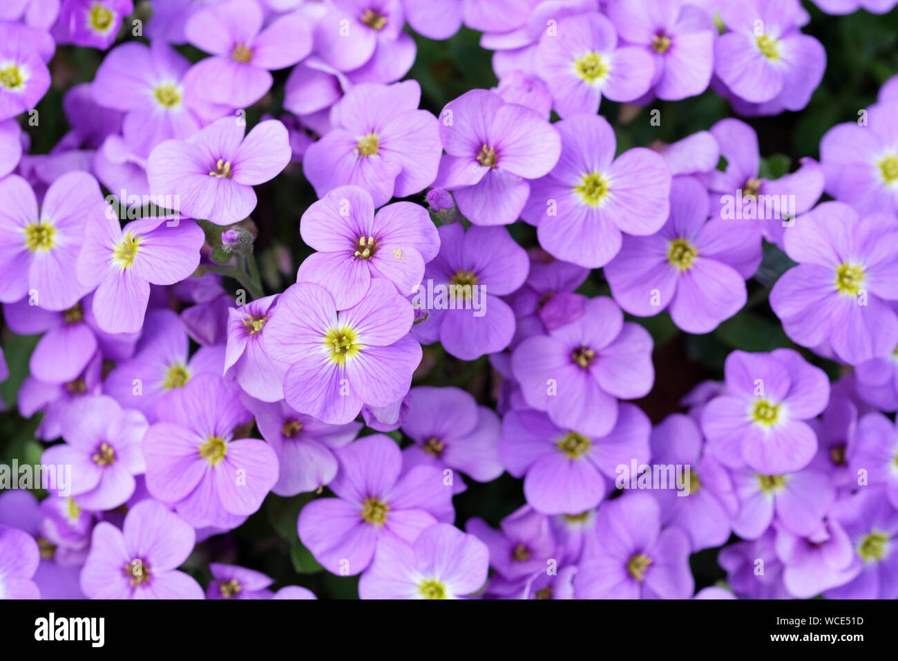 Aubrietia Axcent [bleu clair] Rockcress Axcent Light blue Banque D'Images