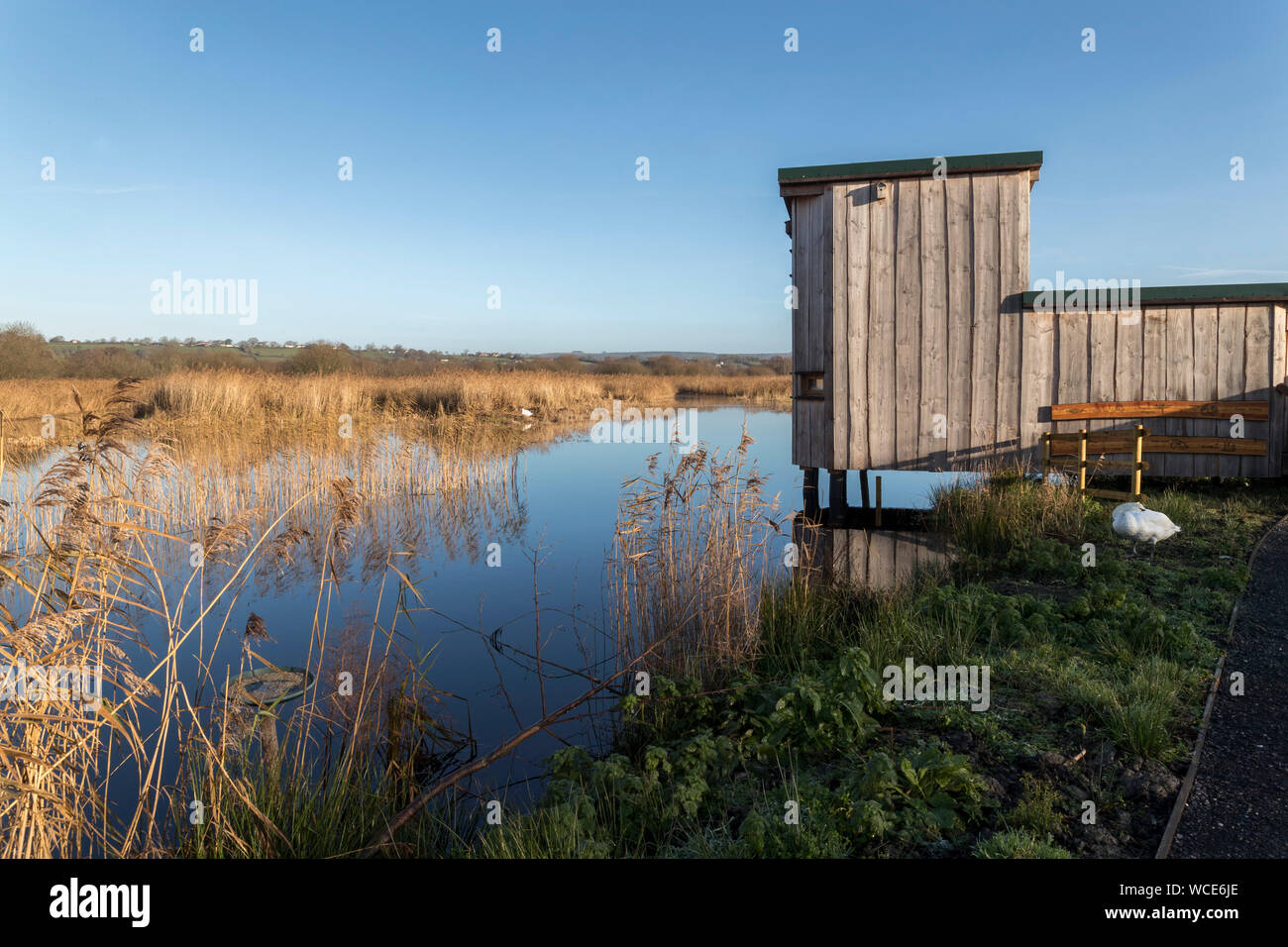 Westhay ; Bird Hide ; Royaume-Uni ; Somerset Banque D'Images