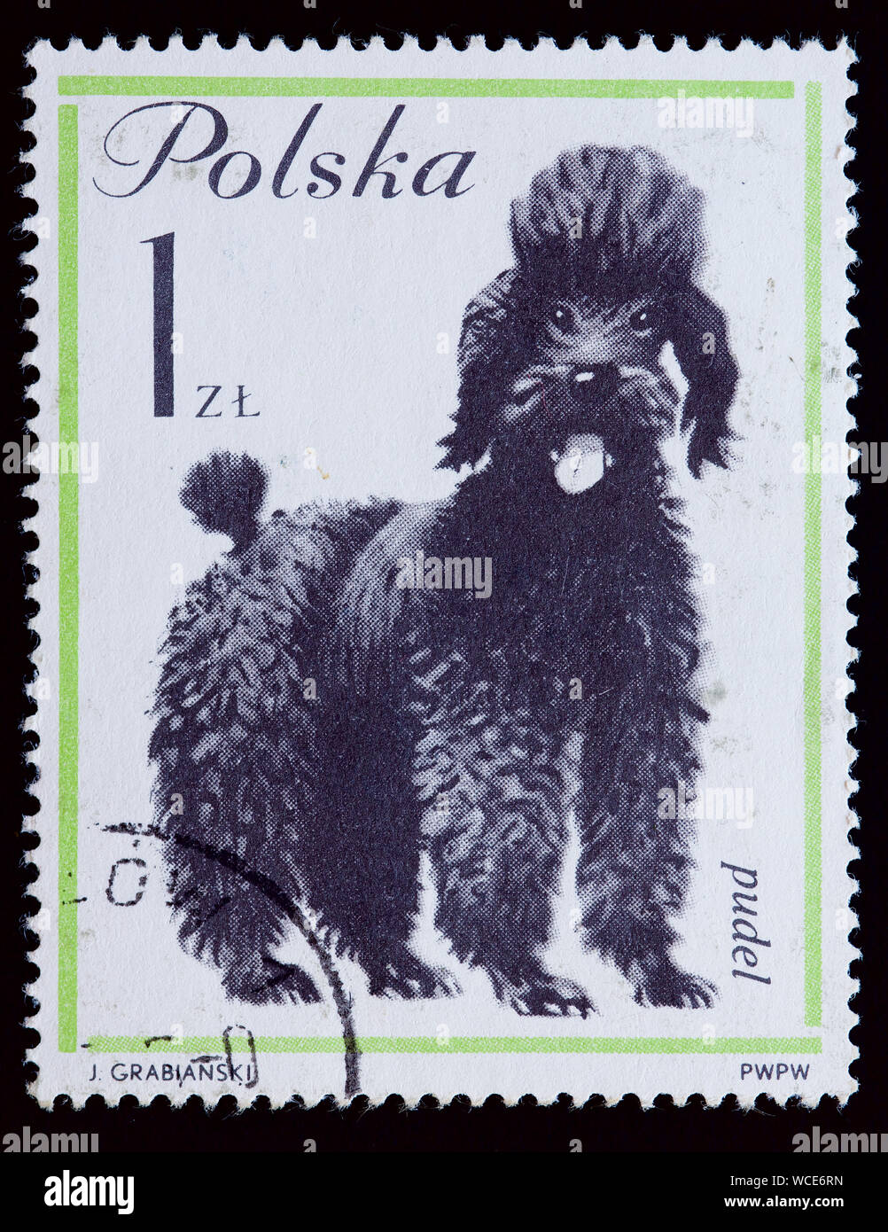 Timbre Pologne - French Poodle (Canis lupus familiaris) Banque D'Images